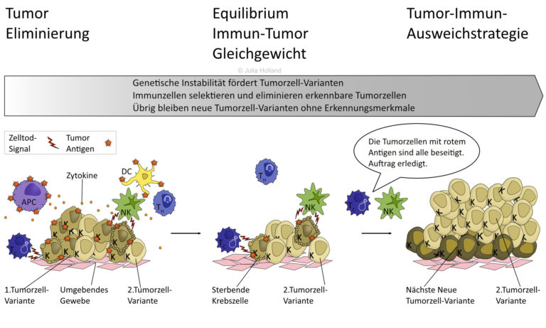 KrebsIMmunTherapien Einfach Erklärt