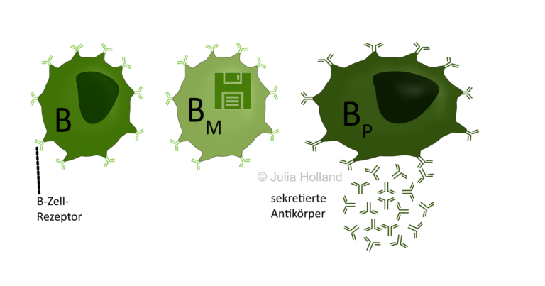 B-Zelle ⋆ IN ZUKUNFT IMMUN GEGEN KREBS